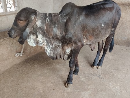 વોડકી વેચવાની છે