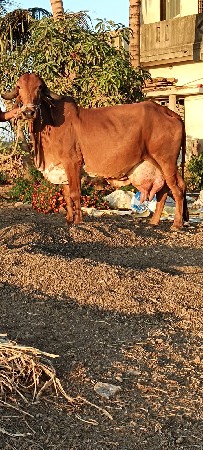 ગાય વેચવાની છે