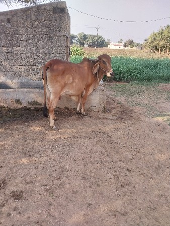 ગાય વેચવાની છે