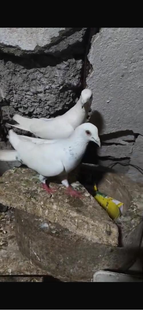 थंबनेल 3