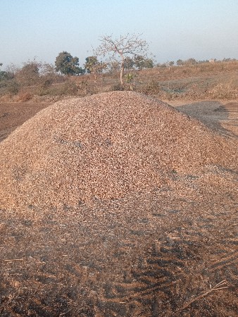 તુવેરીયુ