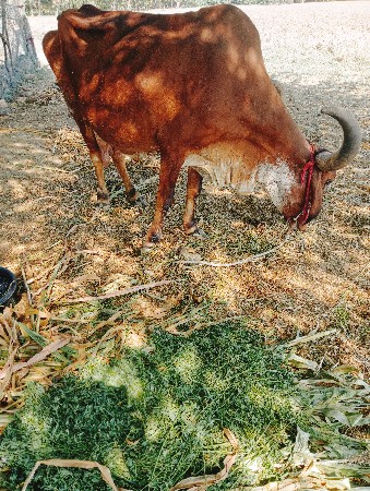 ગાય વિયા જમવા છે વેતર ચોથો