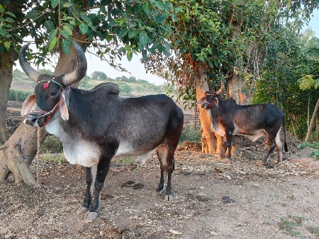 થંબનેલ 3