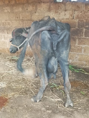 थंबनेल 3