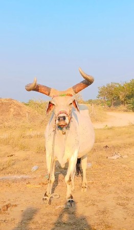 ત્રીજી ઘર મારવા બેઓની ટોટલ જવાબદાર