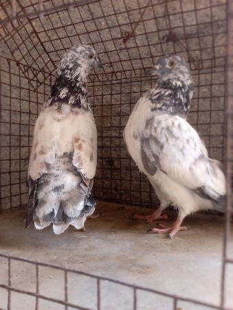 થંબનેલ 3