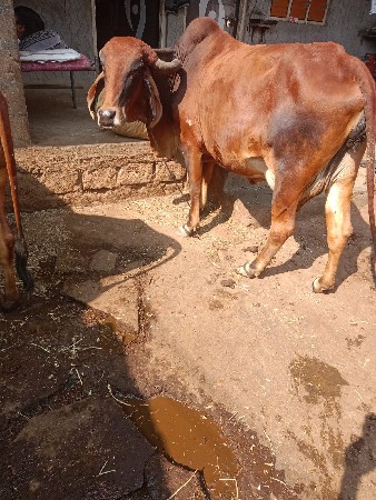 ગાય વેચવાની છે