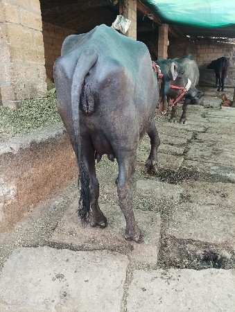 थंबनेल 3