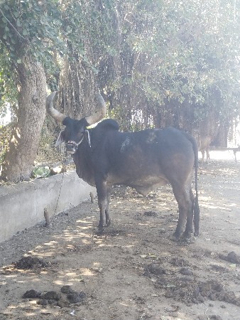 બળદ વેચવાનો છે