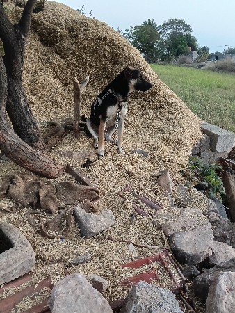 थंबनेल 3