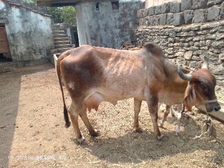 ગાય વેચવાની છે