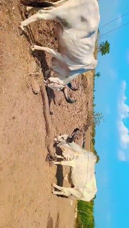 બળદ વહેંચવા ના છે