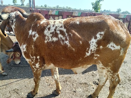 થંબનેલ 2