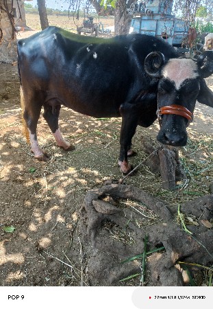 थंबनेल 3