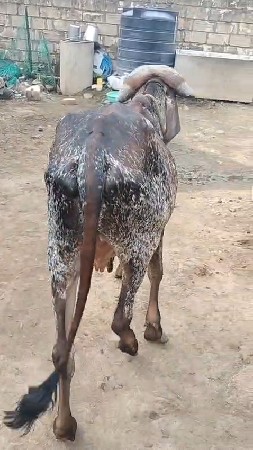 थंबनेल 2