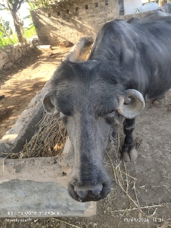 થંબનેલ 2