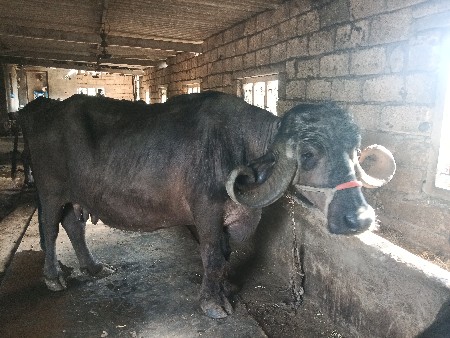 ભેંસ વેચવાની છે જાફરાબાદ