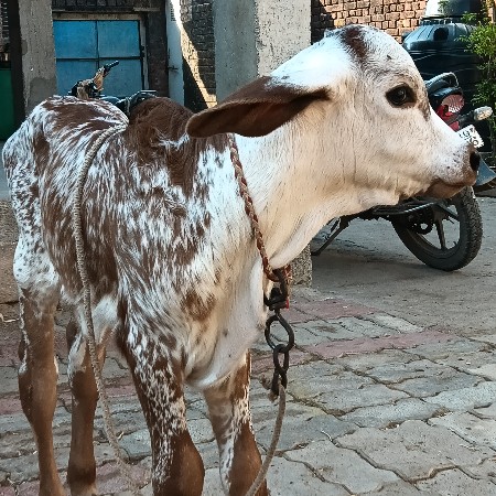 થંબનેલ 3