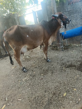 ગાય વેચવાની છે