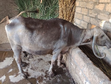 थंबनेल 2