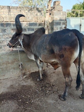બળદ વેચવાનો છે