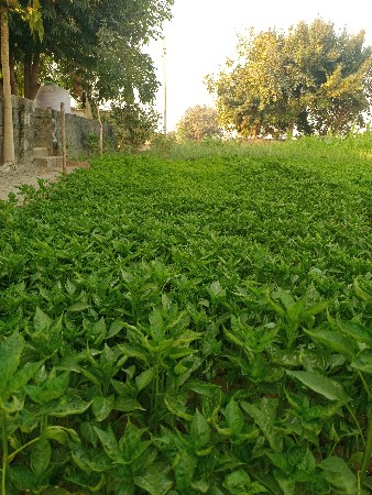 થંબનેલ 3