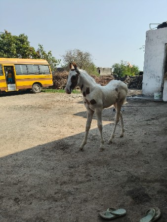 વછેરો વેચવાનો છે