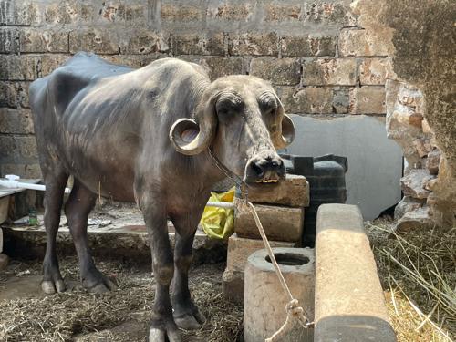 थंबनेल 3