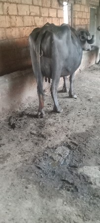 2 વેતર ખડાય