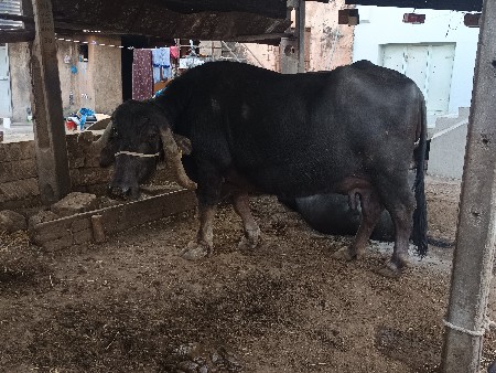 આ ભેંસ વેચવાની છે.