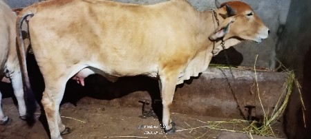 ભૂરી દેશી ગાય