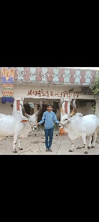 બળદ વેચવાના છે