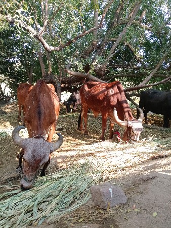 થંબનેલ 2