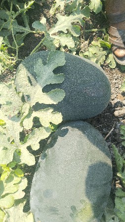 થંબનેલ 3