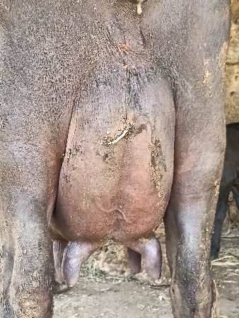 ભેંસ વેચવાની છે