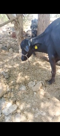 પેલુ વેતર