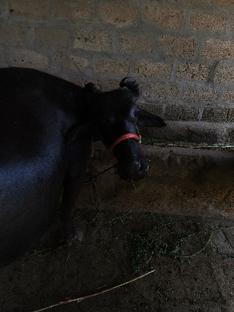 વેચવાની છે