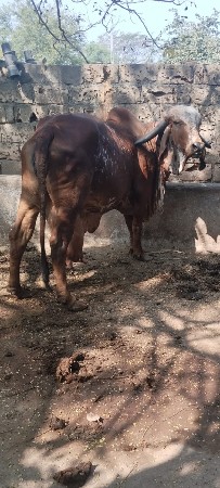 ગીર ગાય વેસવાની સે
