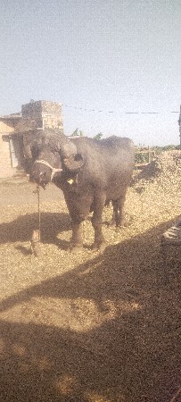 પાડો વેચવાનો છે