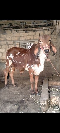 ગીર ખુટ વેચવાનો છે