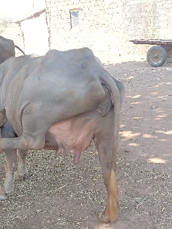 थंबनेल 3