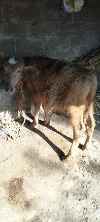 પાડી ના સાટામાં પાડો લેવાનો