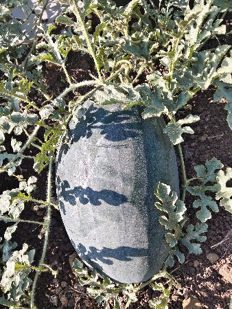 તરબૂચ વેચવાના છે