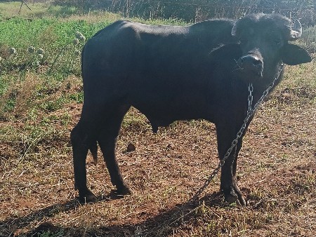 પાડો વેચવાનો છે