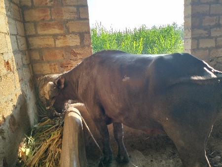 આ પાડો વેચવાનો છે