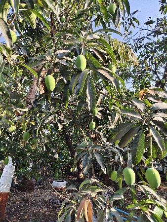 થંબનેલ 3