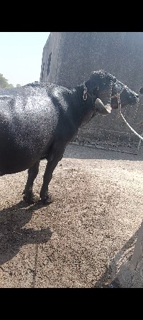 થંબનેલ 2