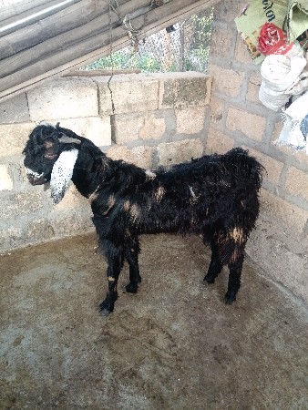 થંબનેલ 3