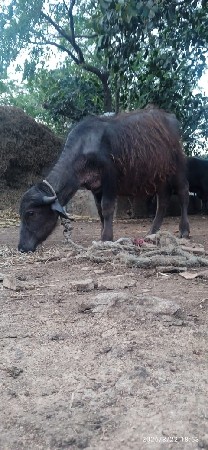 थंबनेल 2