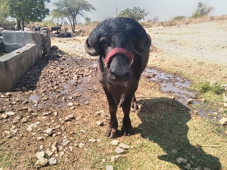 થંબનેલ 3